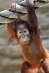 Stare of an orangutan baby, hanging on thick rope. A little great ape is going to be an alpha male. Human like monkey cub in shaggy red fur.