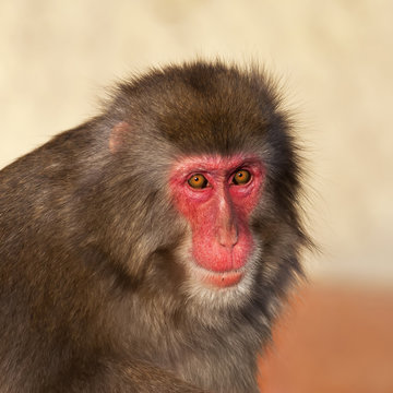 Stare of a Japanese macaque male in sunset light. Expressive red face of  the monkey family chief. Human like grimace of the excellent animal.  Inimitable beauty of the wildlife. Stock Photo |