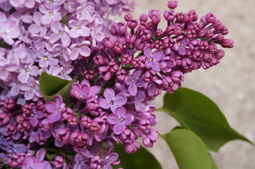 Spring flowers - lilac © ramona georgescu