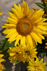 Obraz premium the beautiful bouquet from sunflowers, hydrangeas and chrysanthemums
