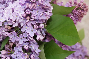 Spring flowers - lilac © ramona georgescu