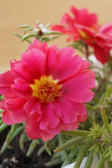 Pink portulaca flowers