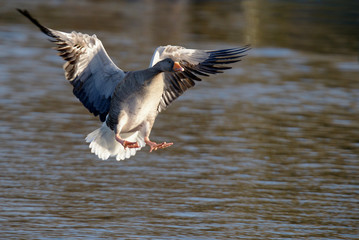 Greylag Goose, goose