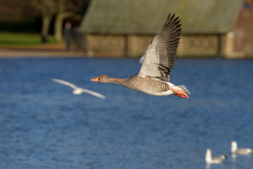 Greylag Goose, goose