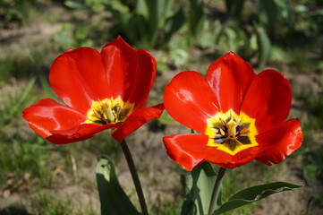 Red tulips in the park