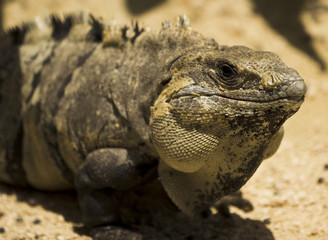 Large iguana portrait 