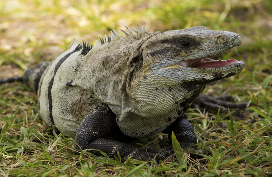 Iguana sitting on grass 