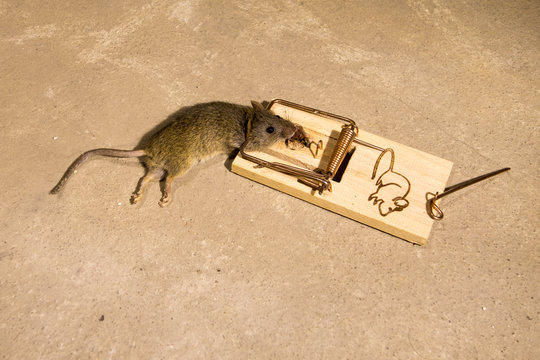 Trapped mouse in a spring-loaded mouse trap.