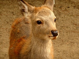 Young deer in Nara