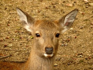 View of young deer in Nara