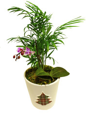 Obraz premium Mini Orchid Plant on a white background