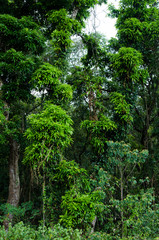 Dense rainforest vegetaion