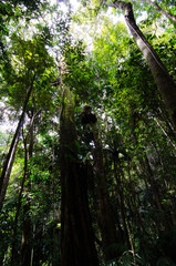 Fototapeta premium Canopy of the rainforest