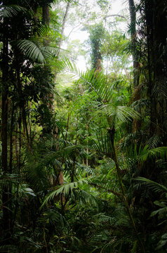 Dense rainforest vegetation