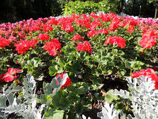 Zonal Pelargonium (Pelargonium zonale), Geranium family