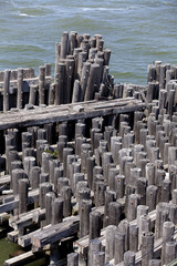 Dock Pilings in a marina