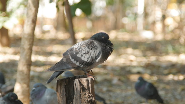Pigeon in park