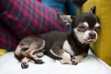 resting chihuahua with tongue