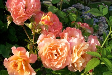 Obraz premium Rosen, rosa, Blüten
