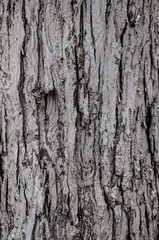 Gray bark wood background