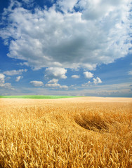 Wheat field against a blue sky