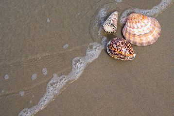Three shell seashell: scallop, cone shell and tiger cowrie on a sandy beach.
Off center for copy space