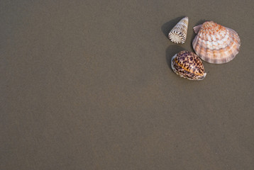 Three shell seashell: scallop, cone shell and tiger cowrie on a sandy beach.
Off center for copy space