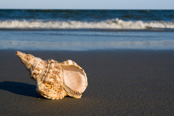 Large Triton shell on the beach with approching wave. Tritons are very large predatory marine gastropods (snail) in the genus Charonia