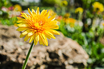 Close up beautiful gerbera flower in garden