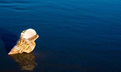 Large Triton shell on the beach with approching wave. Tritons are very large predatory marine gastropods (snail) in the genus Charonia