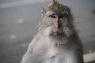 Monkey , Bali, Indonesia