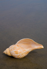 Tulip shell (Fasciolaria) is predatory, subtropical and tropical sea snails from the Western Atlantic.