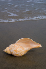 Tulip shell (Fasciolaria) is predatory, subtropical and tropical sea snails from the Western Atlantic.