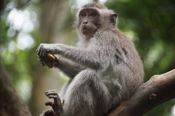 Monkey , Bali, Indonesia