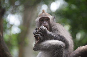 Monkey , Bali, Indonesia