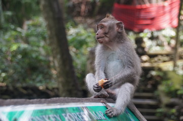 Monkey , Bali, Indonesia