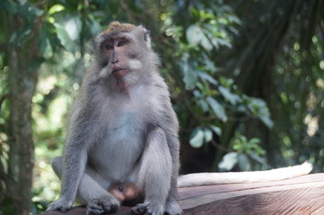 Naklejka na ściany i meble Monkey , Bali, Indonesia