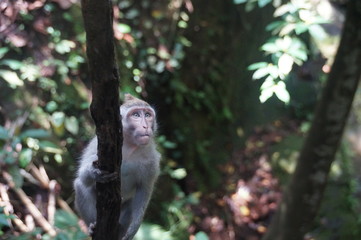 Monkey , Bali, Indonesia