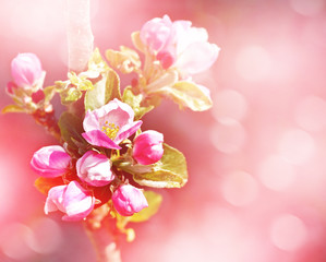 Fototapeta na wymiar Spring landscape. Flowering branch of plum