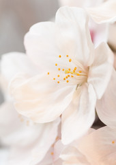 Obraz na płótnie Canvas Close - up beautiful cherry blossom sakura flower