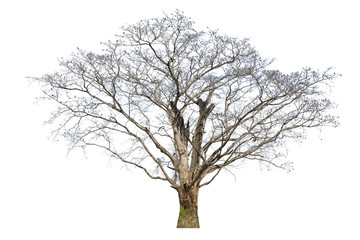 Old big tree dead isolated on white background.