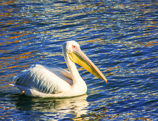 white great pelican