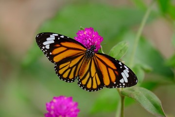 Close up of orange butterfly on flower