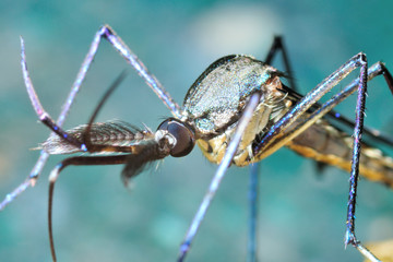 Giant Mosquito close up