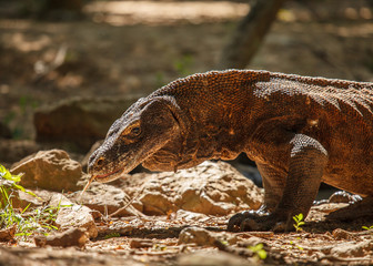 komodo dragon