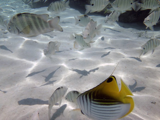 Curious friendly angelfish of Bora Bora, French Polynesia..