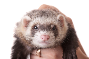 domestic polecat closeup