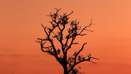 beautiful landscape with tree silhouette sunset