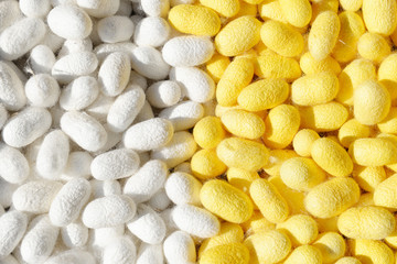 Two species of white cocoon, gold and silver as a raw material f
