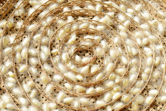 Two species of white cocoon, gold and silver as a raw material f